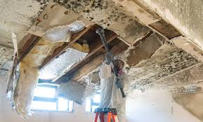 Best Asbestos and Lead Testing During Mold Inspection in Vandergrift, PA